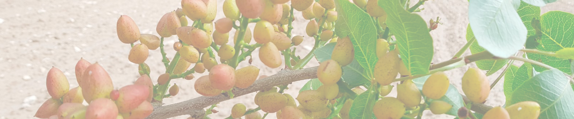 Pistachos JR, pistachero vivero en Toledo